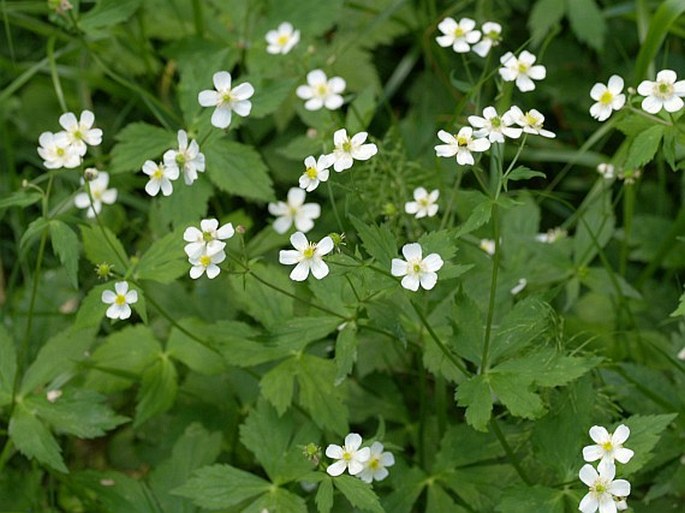 Ranunculus aconitifolius