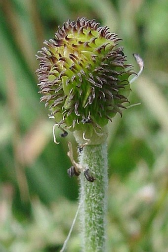 Ranunculus asiaticus