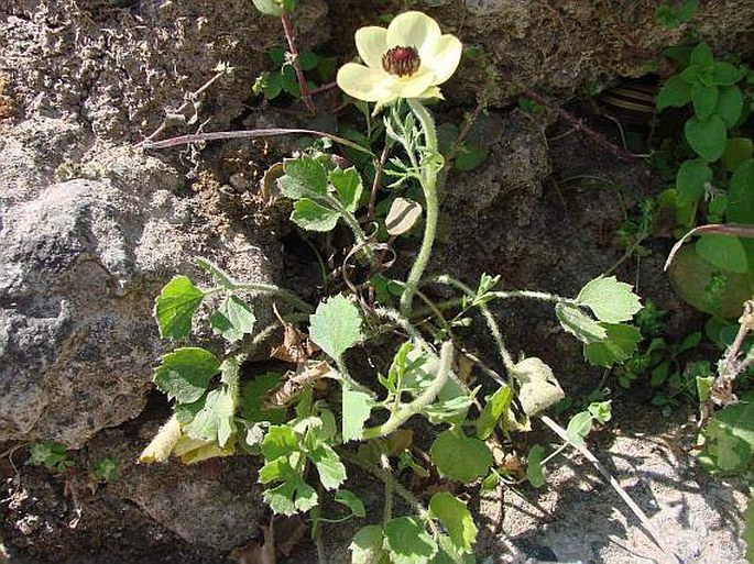 Ranunculus asiaticus