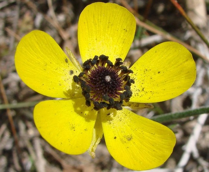 Ranunculus asiaticus