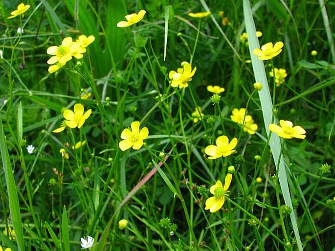 RANUNCULUS FLAMMULA L. – pryskyřník plamének / iskerník plamenný