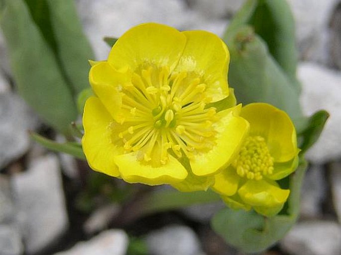 RANUNCULUS HYBRIDUS Biria - pryskyřník zvrhlý / iskerník