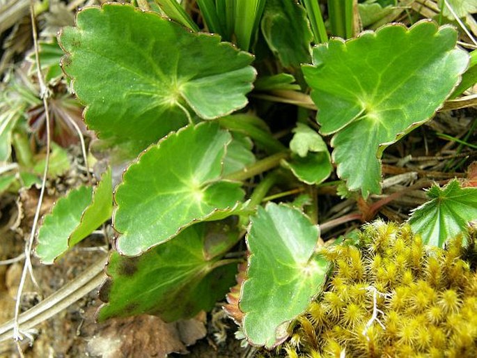 Ranunculus peruvianus