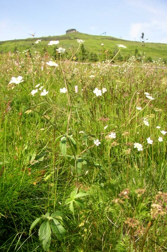 Ranunculus platanifolius