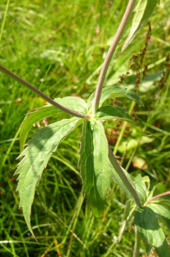 Ranunculus platanifolius