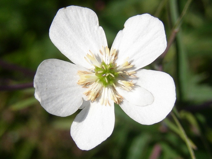 RANUNCULUS PLATANIFOLIUS L. - pryskyřník platanolistý / iskerník platanolistý