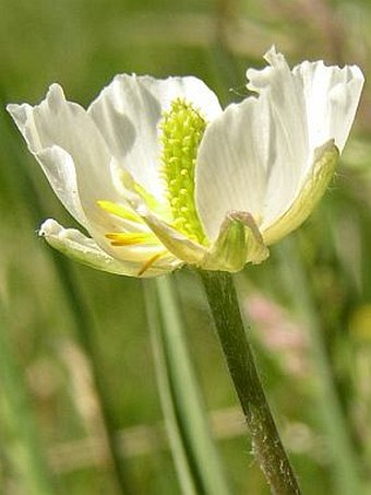 Ranunculus kuepferi