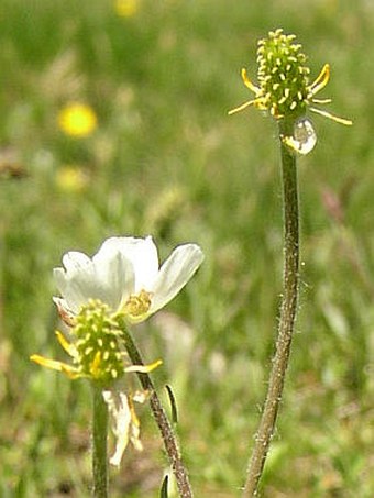 Ranunculus kuepferi