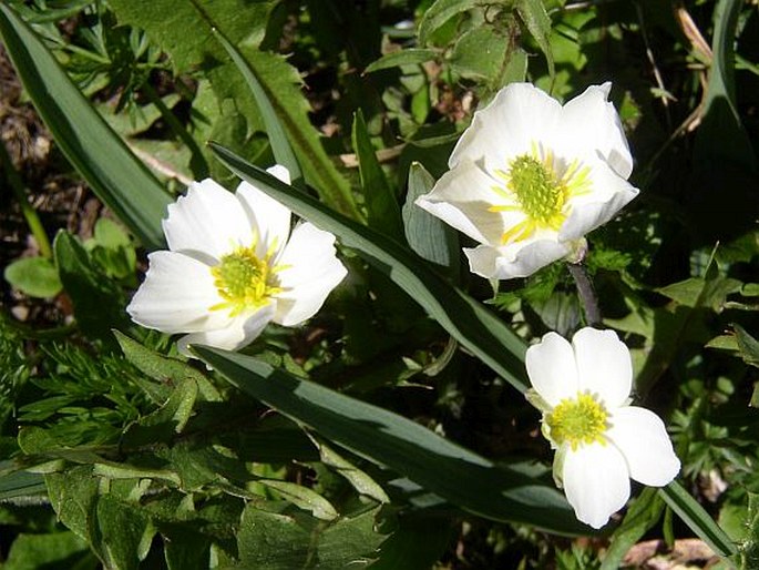 RANUNCULUS KUEPFERI Greuter et Burdet - pryskyřník / iskerník