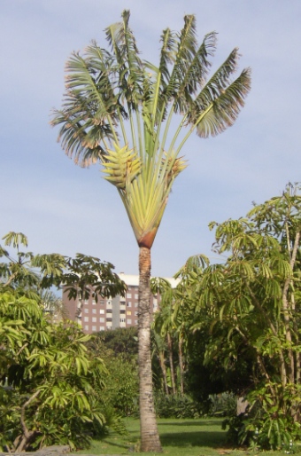 Ravenala madagascariensis