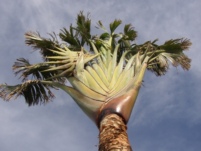 Ravenala madagascariensis