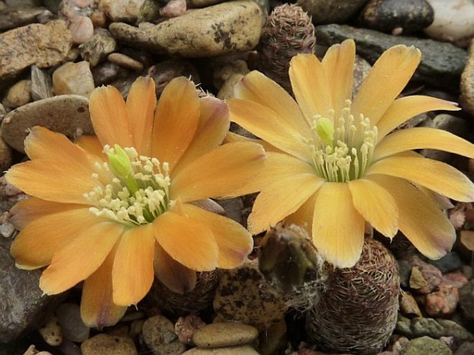 REBUTIA MINOR (Rausch) Mosti