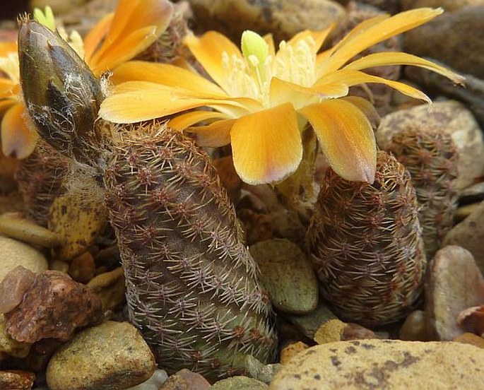 Rebutia minor