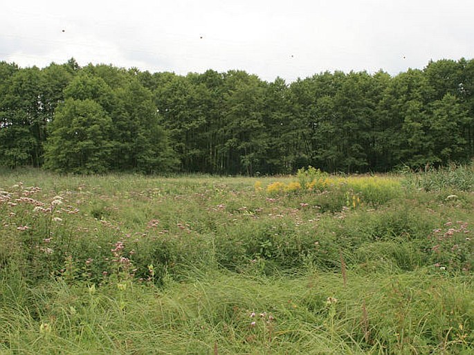 Ralsko-bezdězská tabule, Rečkov - národní přírodní památka