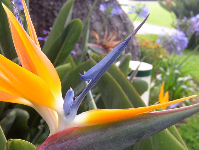 Strelitzia reginae