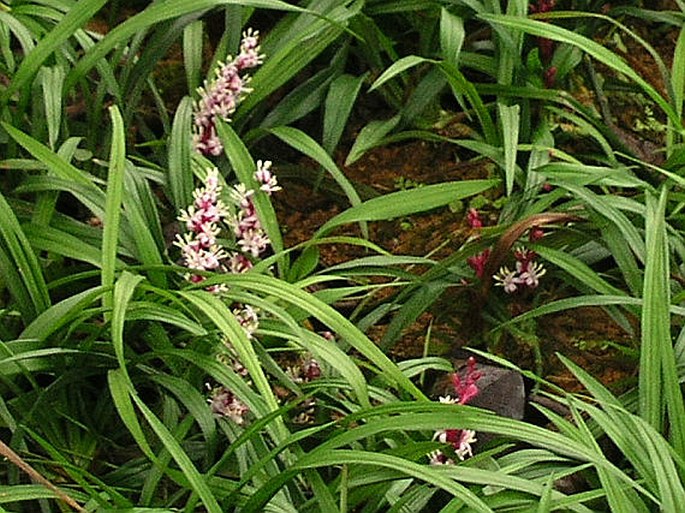 Reineckea carnea