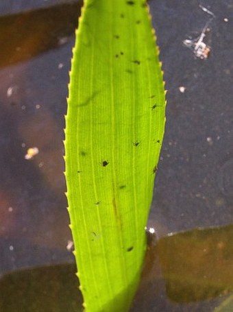 Stratiotes aloides