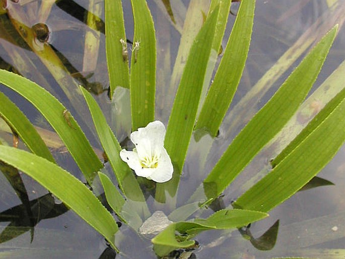 STRATIOTES ALOIDES L. - řezan pilolistý / rezavka aloovitá