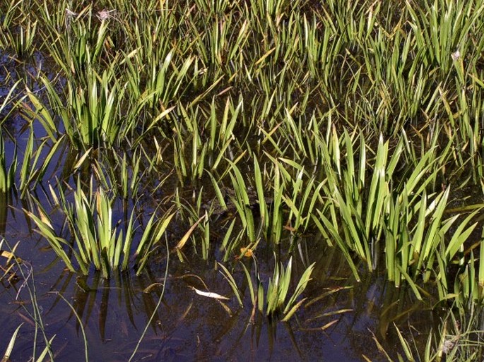 Stratiotes aloides