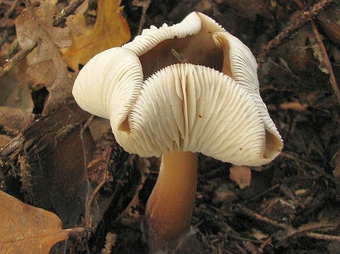 Rhodocollybia butyracea