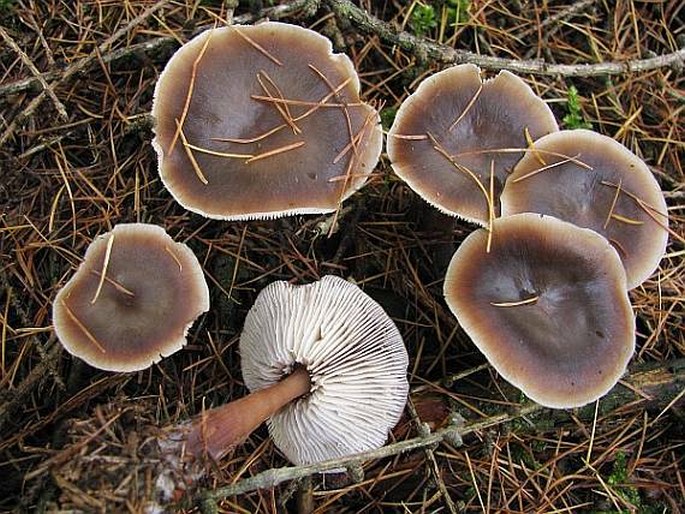 Rhodocollybia butyracea