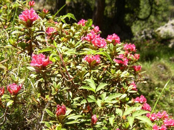 Rhododendron ferrugineum