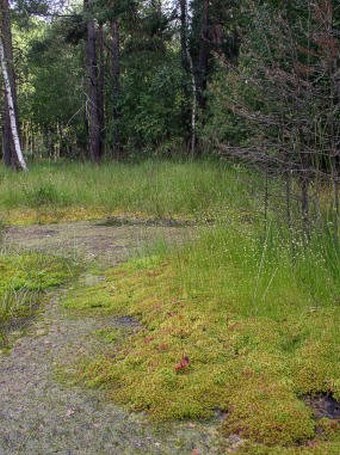 Rhynchospora alba