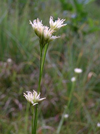 Rhynchospora alba