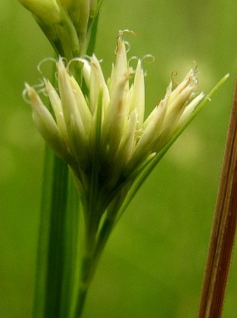 Rhynchospora alba