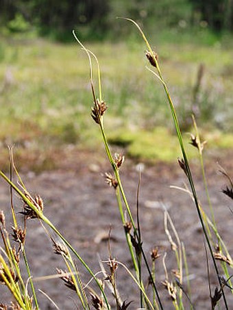 Rhynchospora fusca