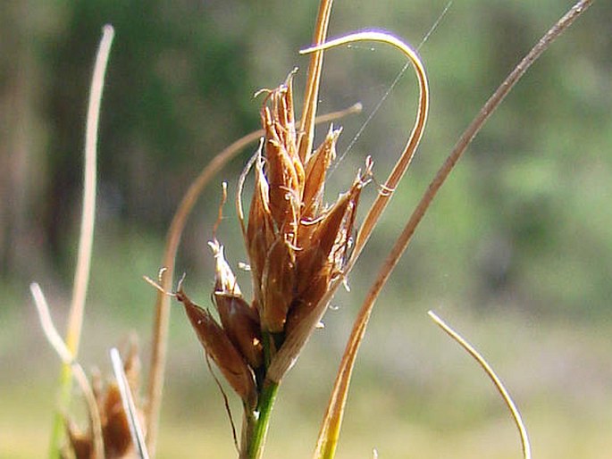 Rhynchospora fusca