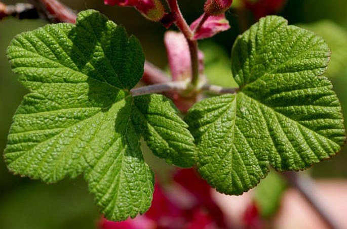 Ribes sanguineum