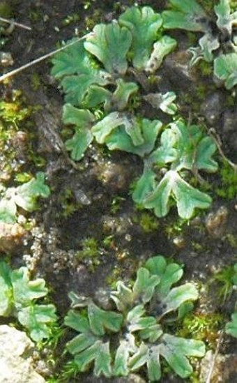 Riccia glauca