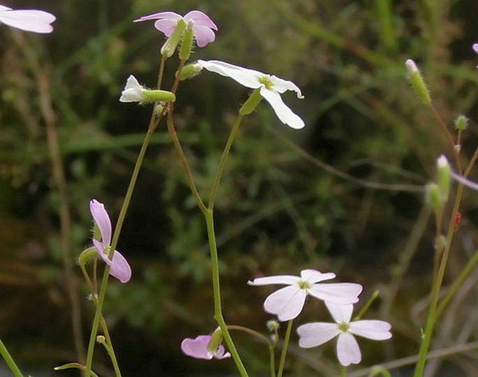 Ricotia sinuata