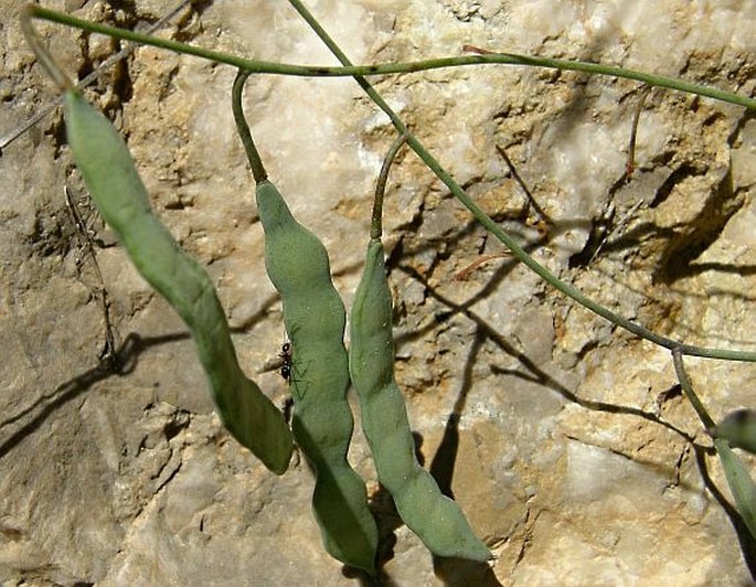 Ricotia sinuata