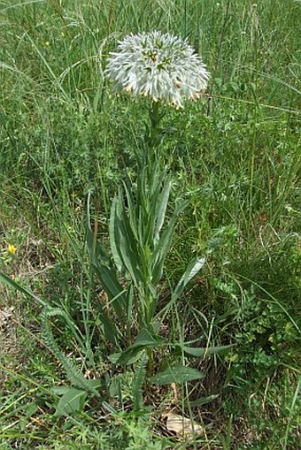 Rindera umbellata