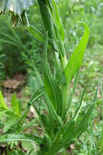 Rindera umbellata