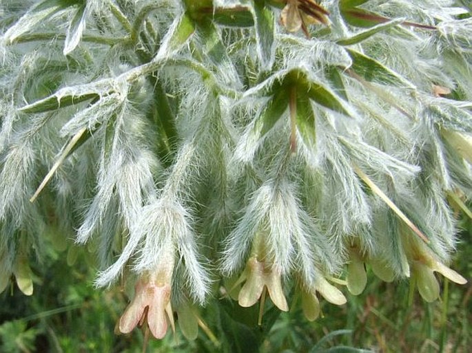 Rindera umbellata