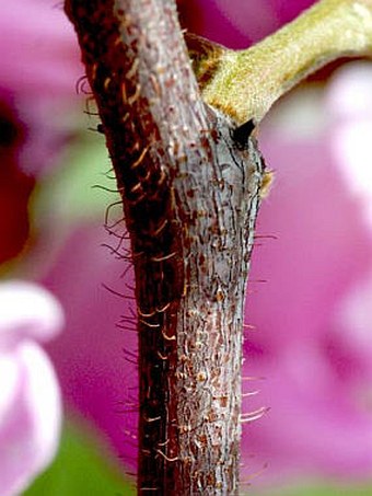 Robinia viscosa