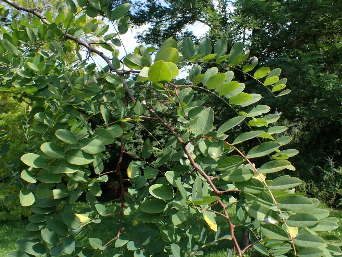 Robinia viscosa