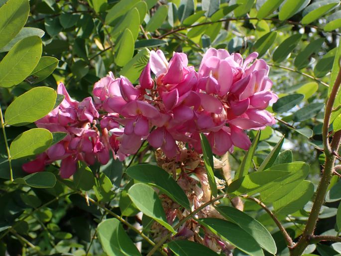 Robinia viscosa