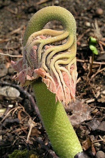 Rodgersia tabularis