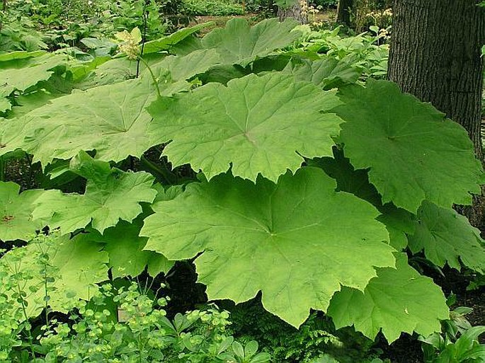 RODGERSIA TABULARIS (Hemsley) Komarov. - rodgersie štítnatá