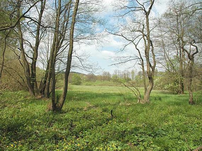 Mlýnský rybník a rybník Rohlík - přírodní památka