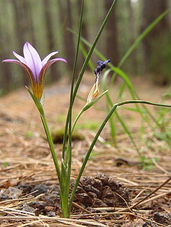 Romulea grandiscapa