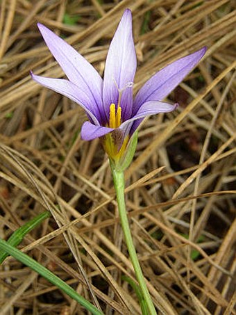 Romulea grandiscapa