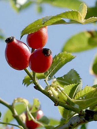 Rosa canina