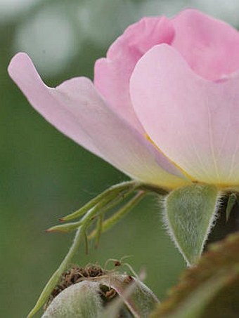 Rosa canina