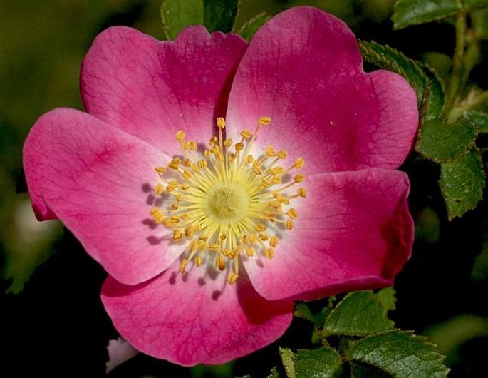 Rosa rubiginosa