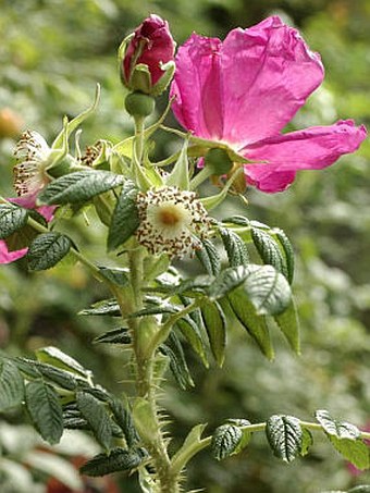 Rosa rugosa